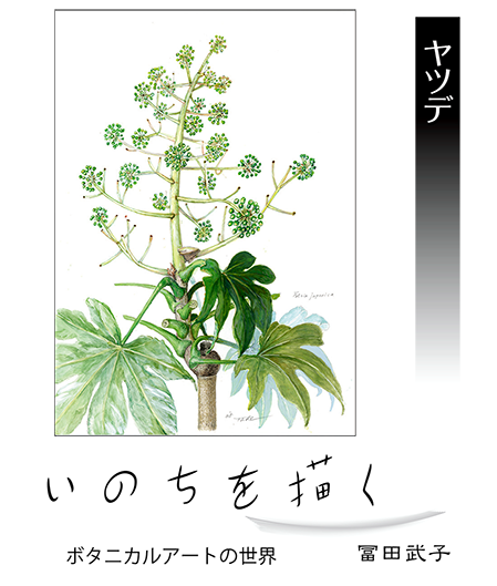 いのちを描く ボタニカルアートの世界（ヤツデ） | 株式会社いわき民報社