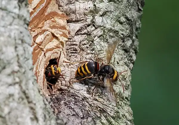 写真：巣口で羽ばたき、高温の巣内に風を送るモンスズメバチ（働きバチ）